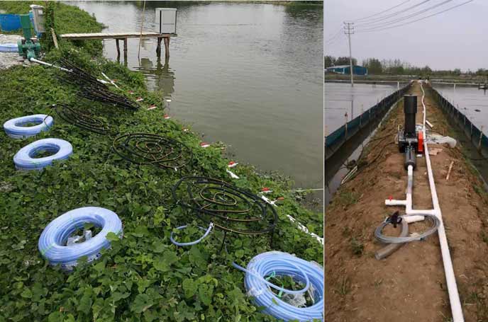 水產養殖羅茨草莓视频污视频 水產養殖羅茨草莓视频污视频