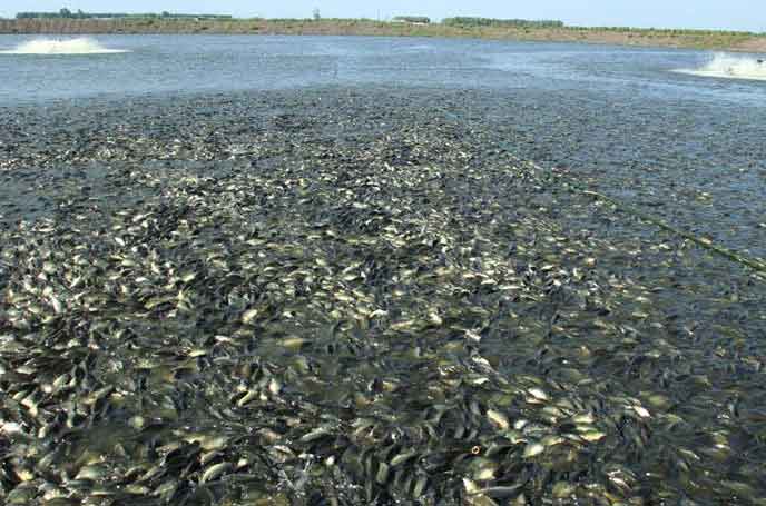 水產養殖羅茨草莓视频污视频 水產養殖羅茨草莓视频污视频